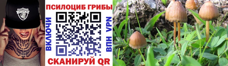 Купить закладки  Западная Двина  Псилоцибиновые грибы Magic Shrooms 